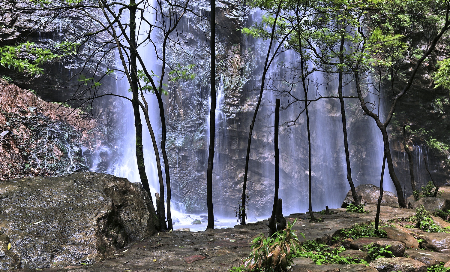 梦醉雨林
