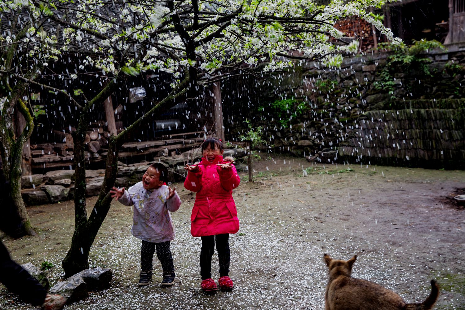 花雨