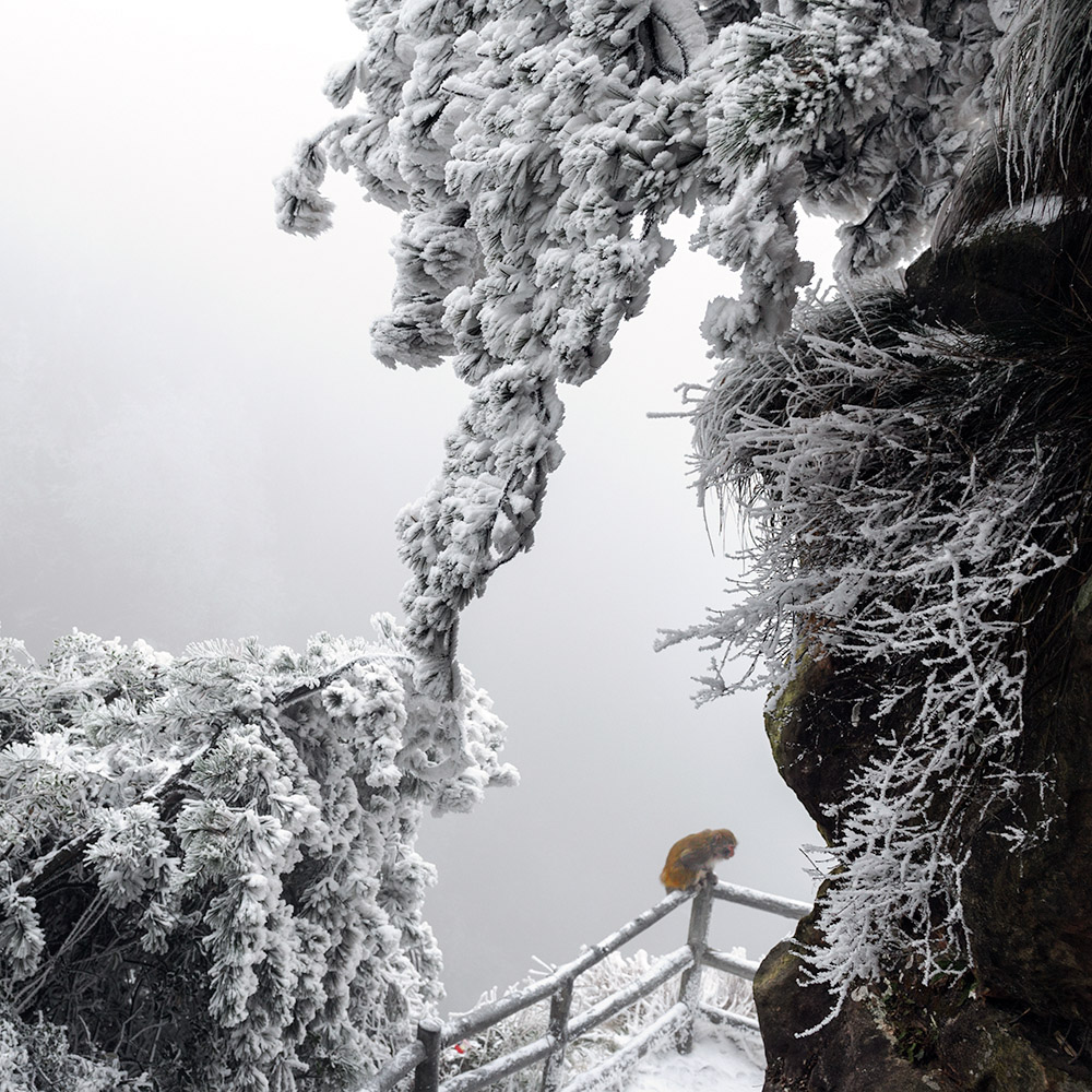 冰山雪岭一小猴