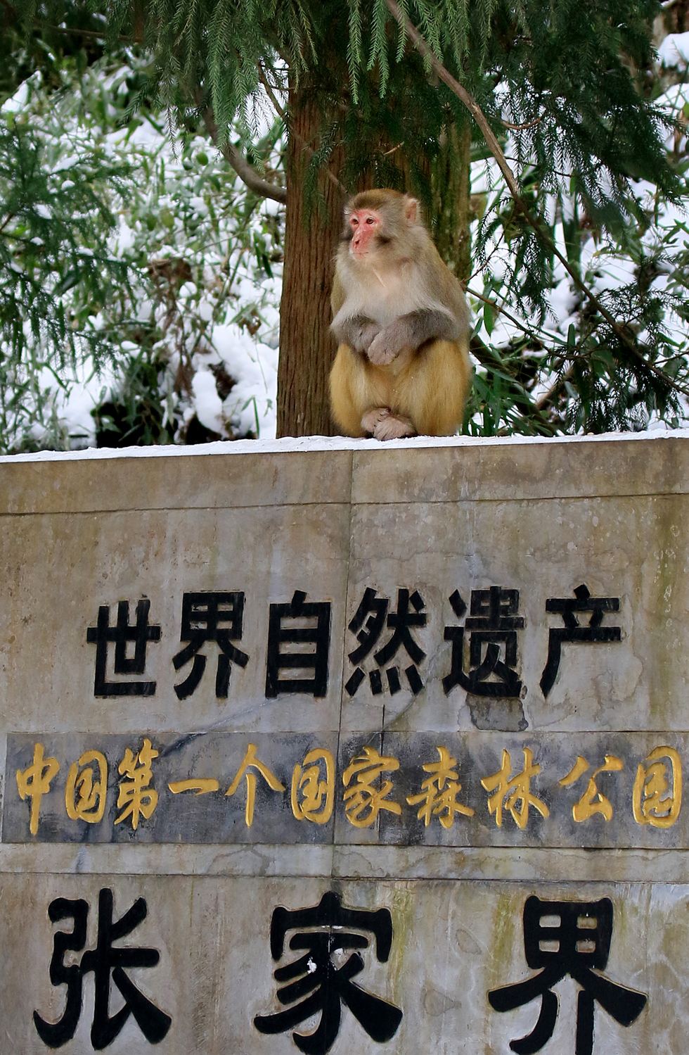 “卫士”