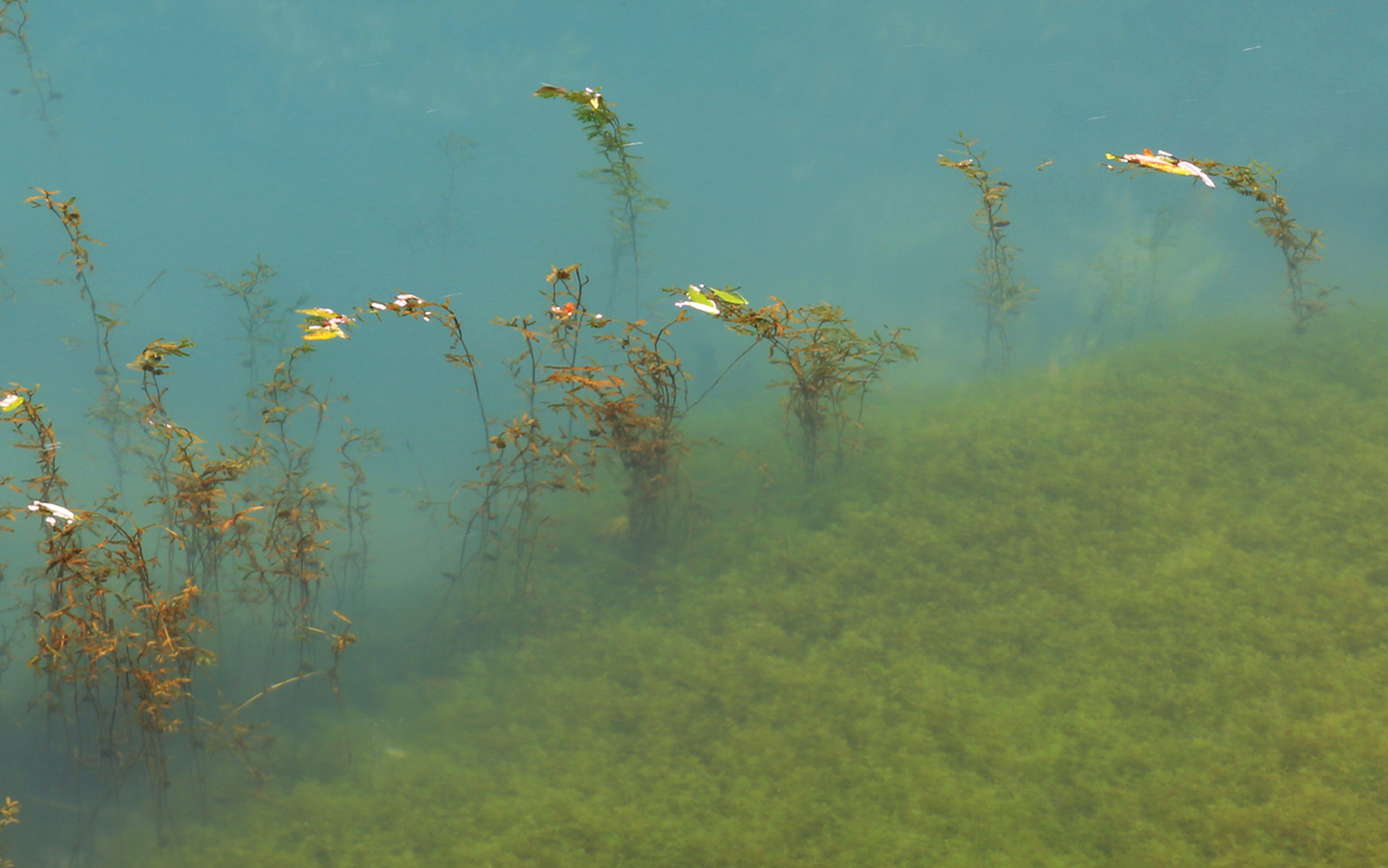 峡谷水生物