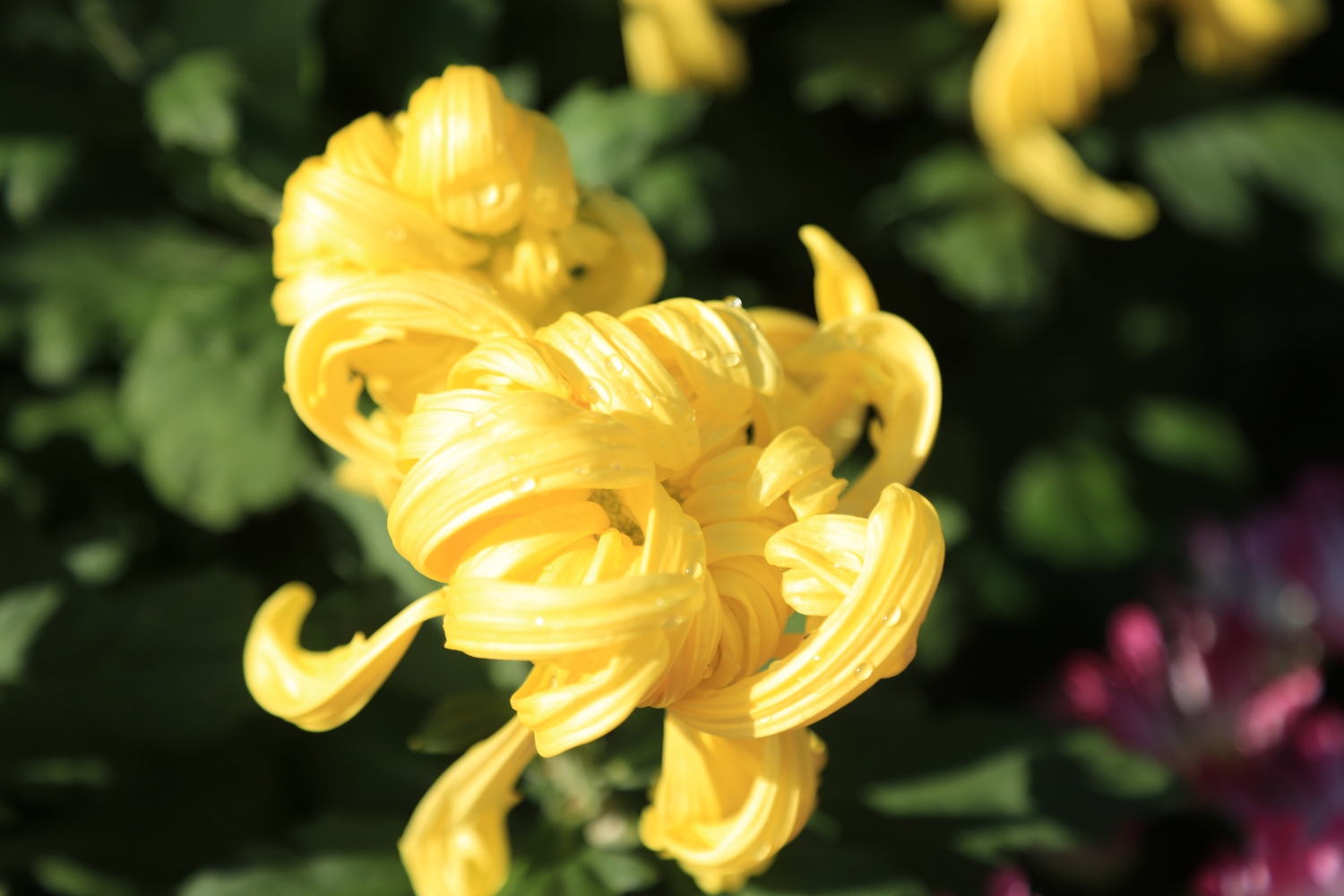 黄菊