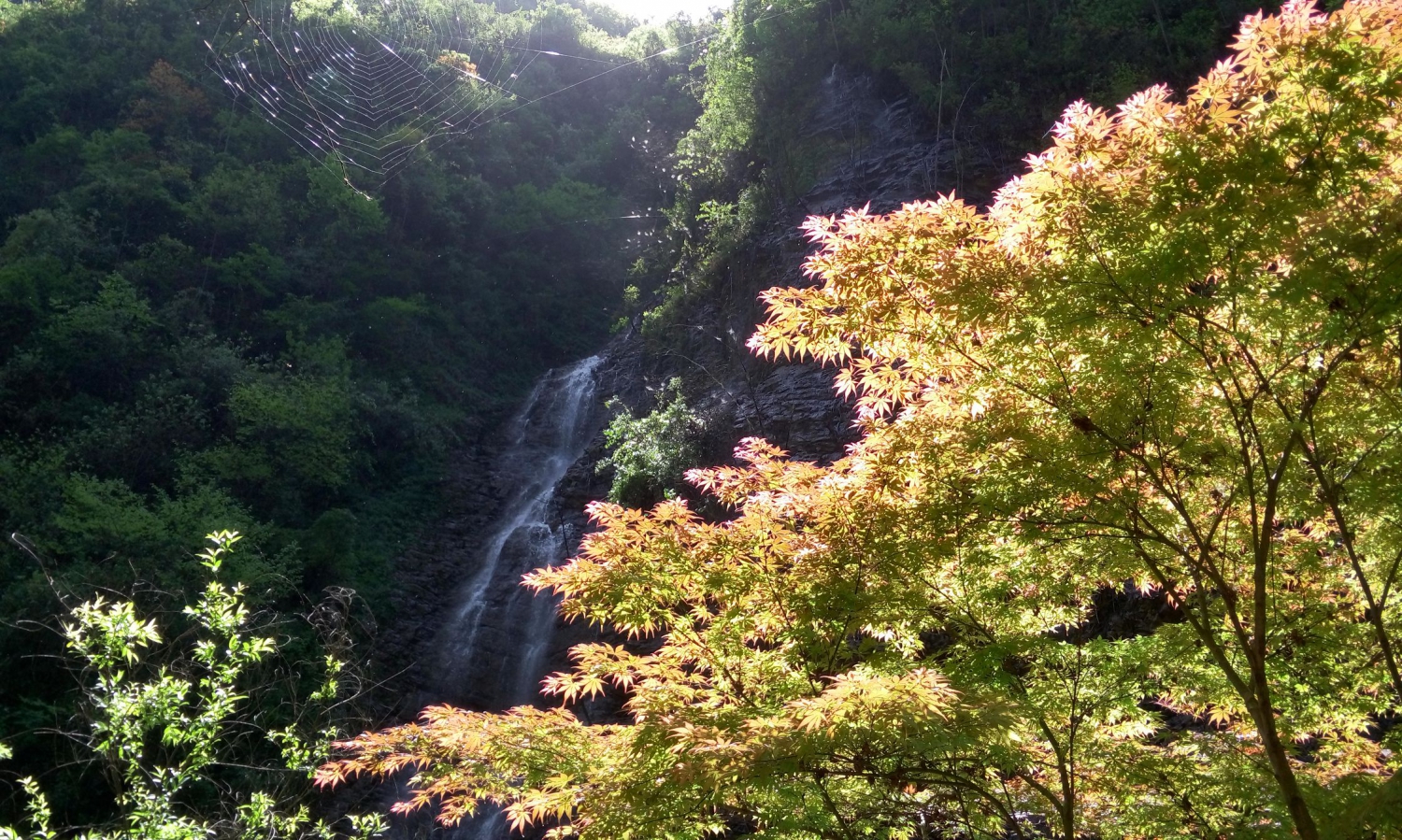 黄金叶
