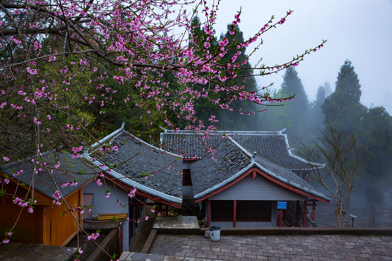 桃花盛开