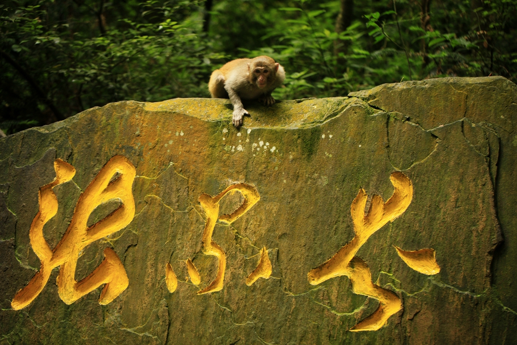 守护