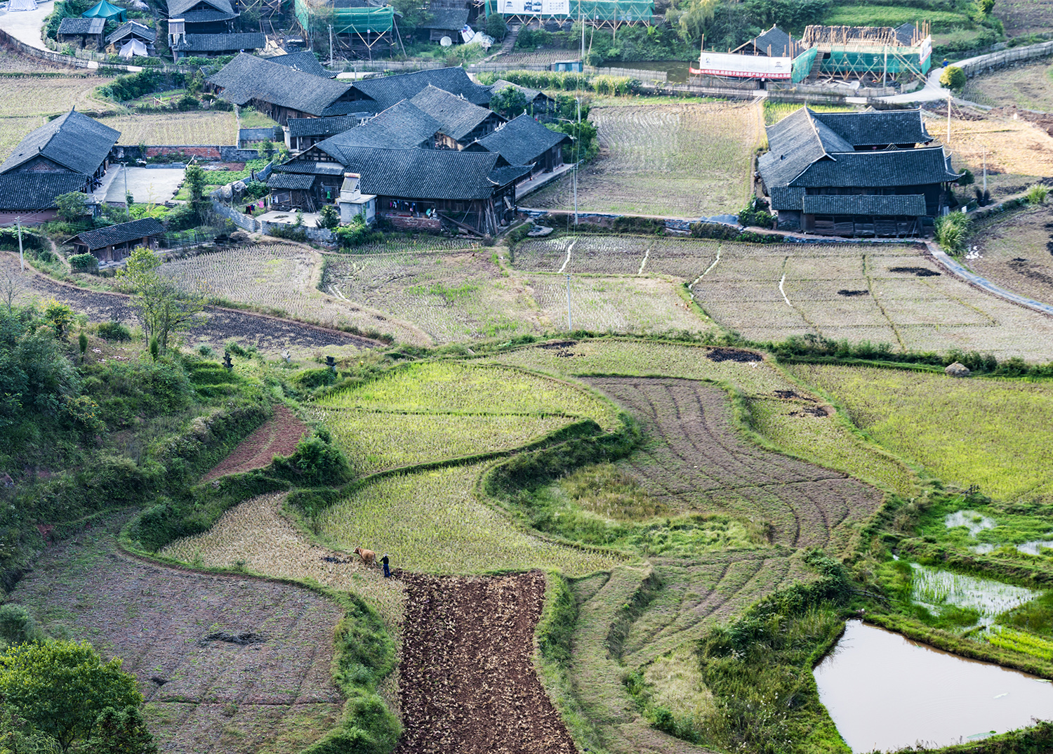 峡谷田间