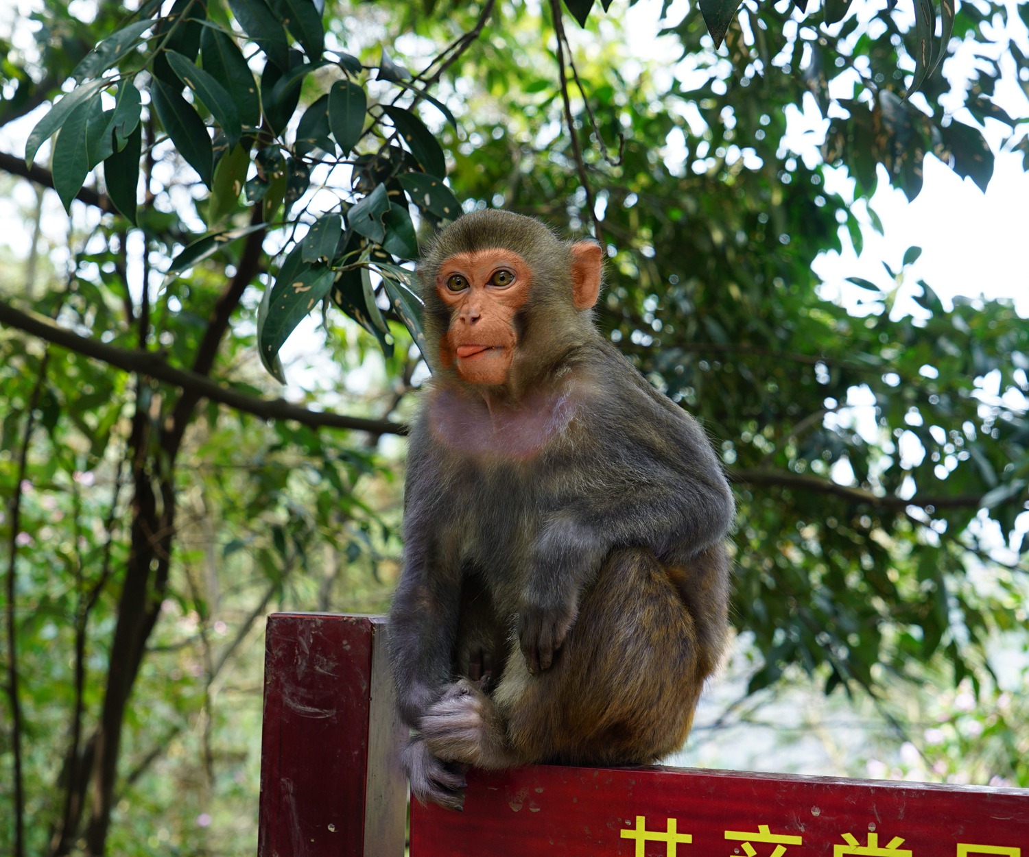 憨态