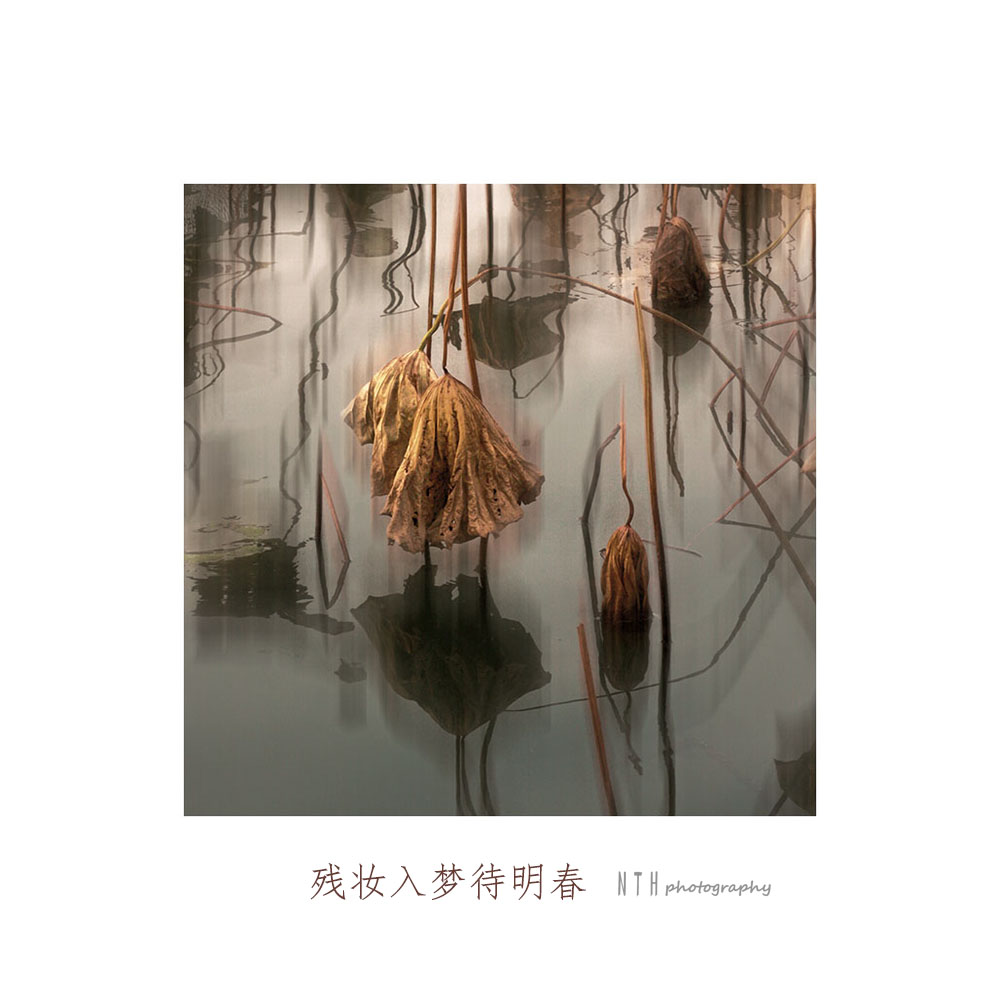 枯荷入梦待明春