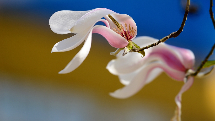 玉兰花