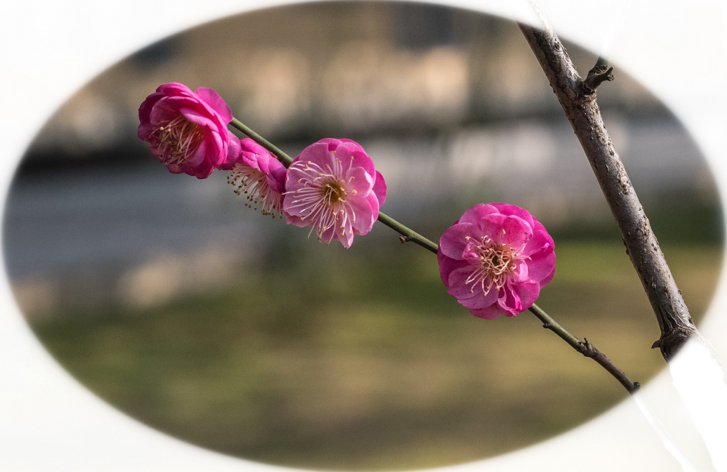 花枝俏-----3