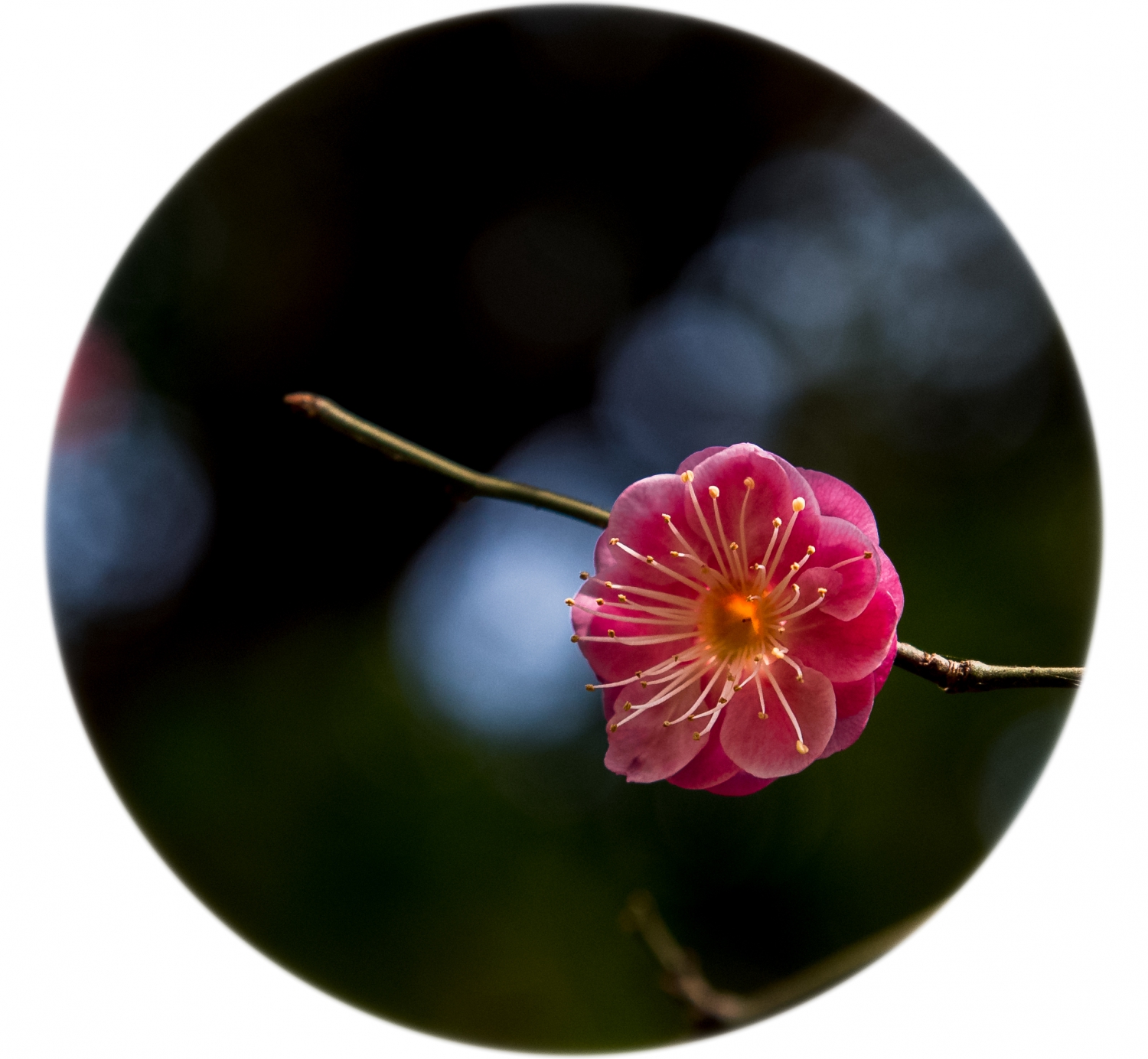 花枝俏----2