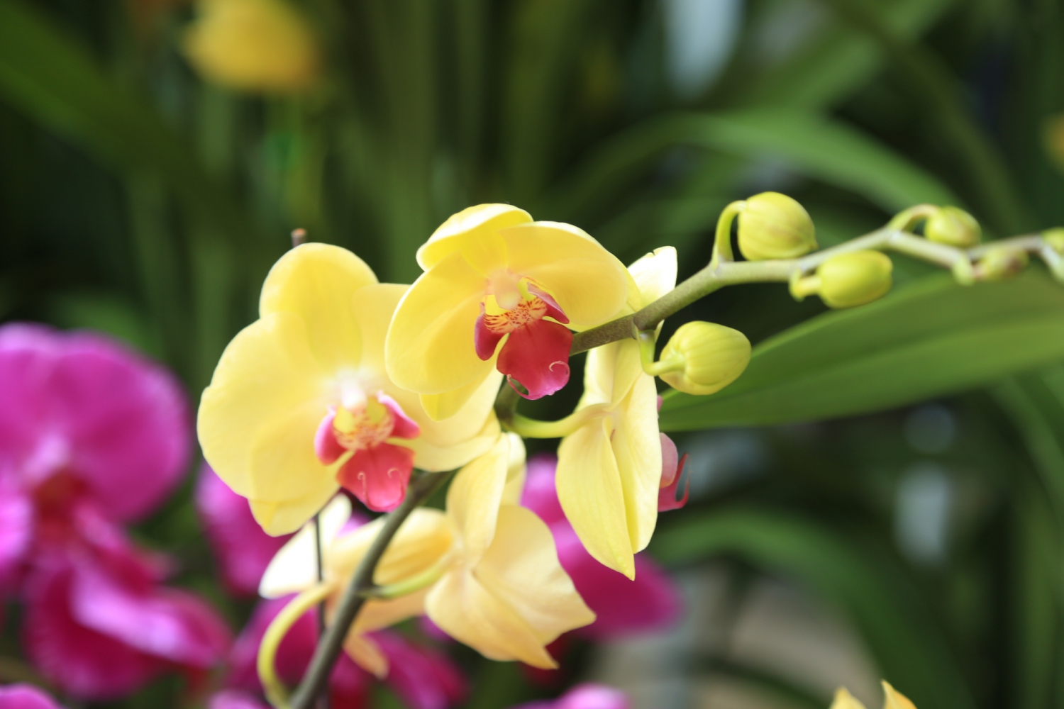 众花争艳