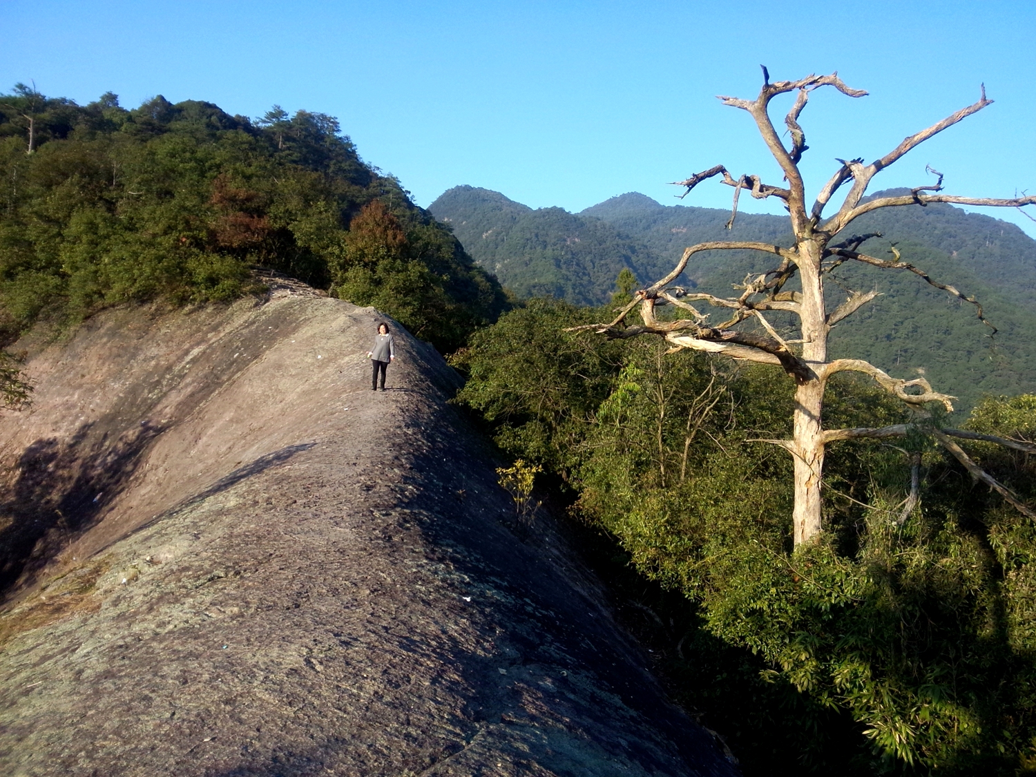 枯树、马背山