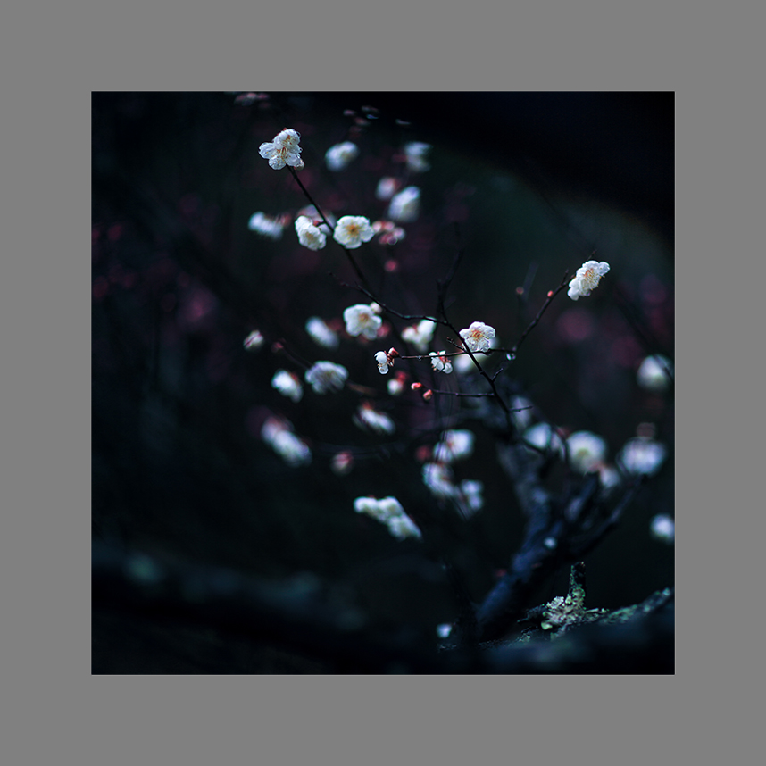 一白雪相似