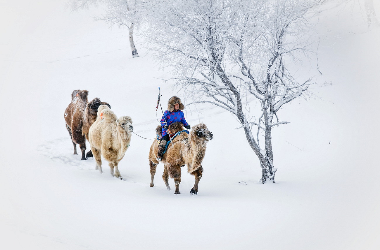 风雪牧驼