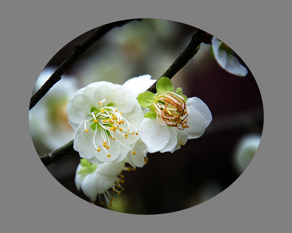 梅花赋