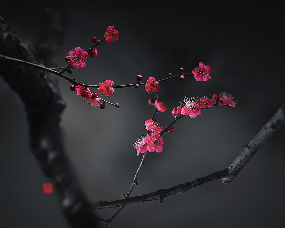 红梅颂