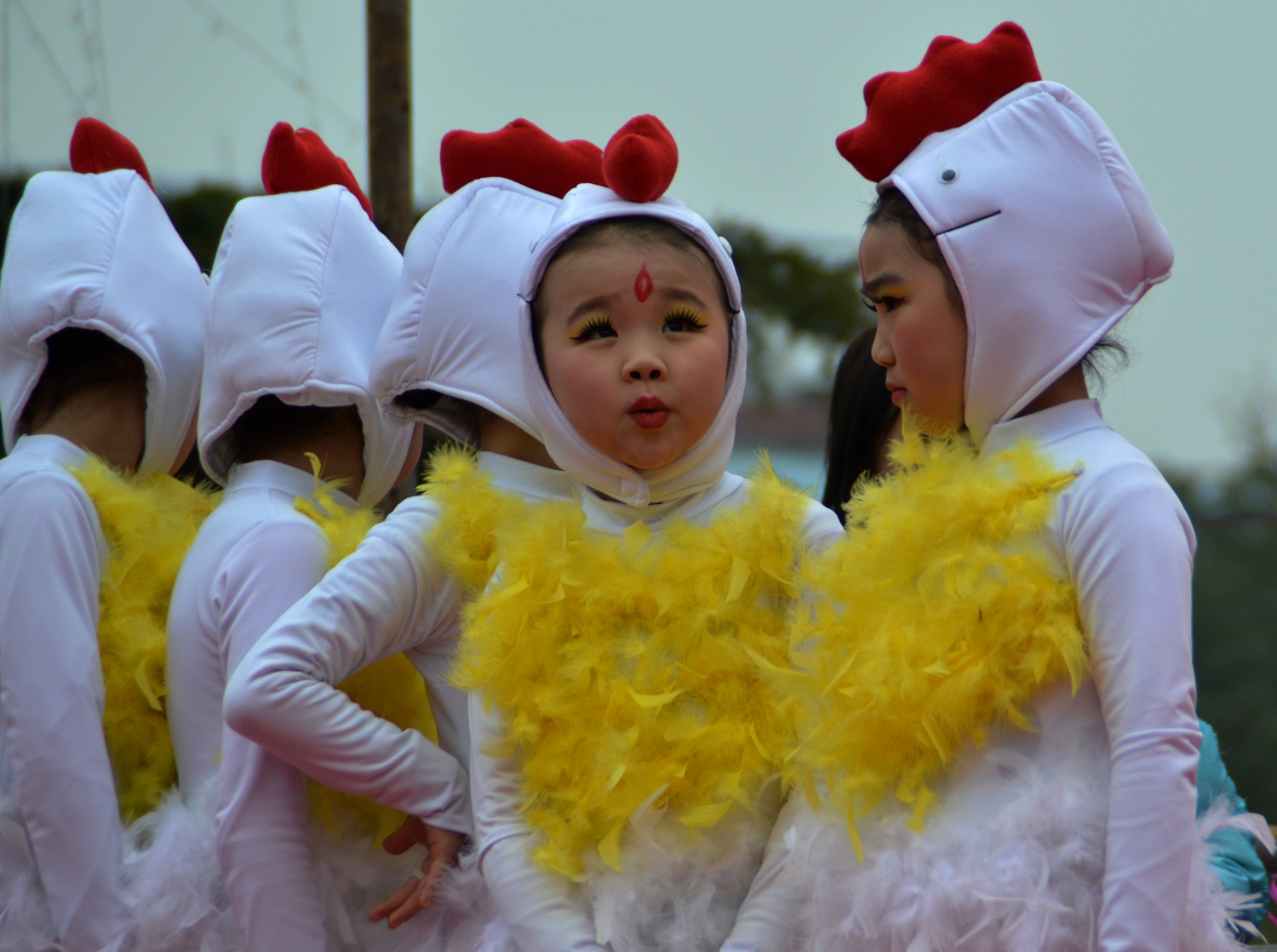 小鸡乖乖