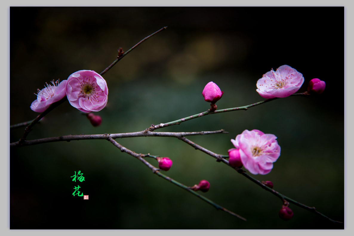梅花