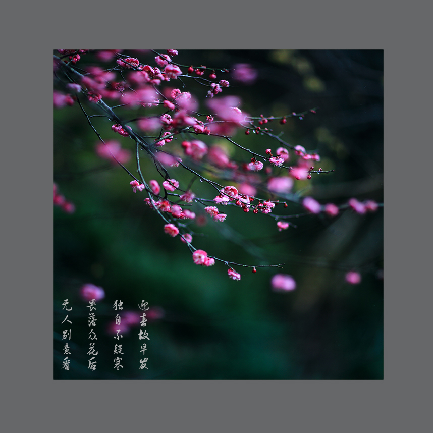 早发迎春