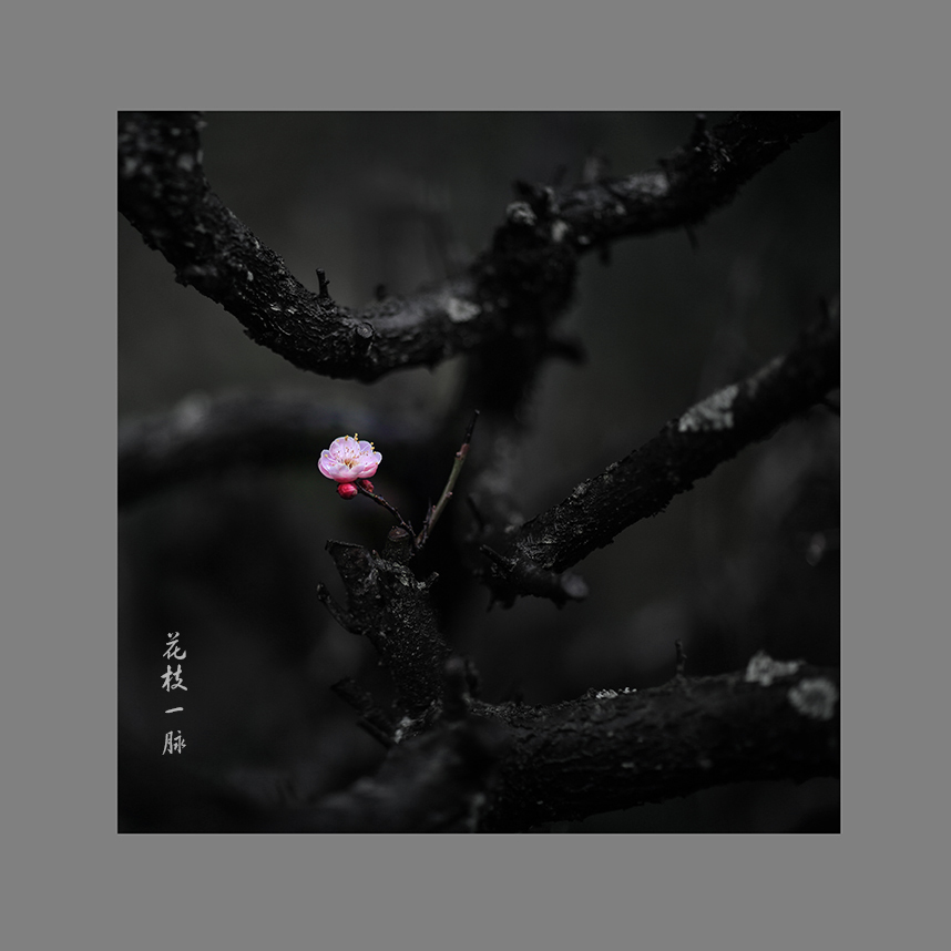 花枝一脉