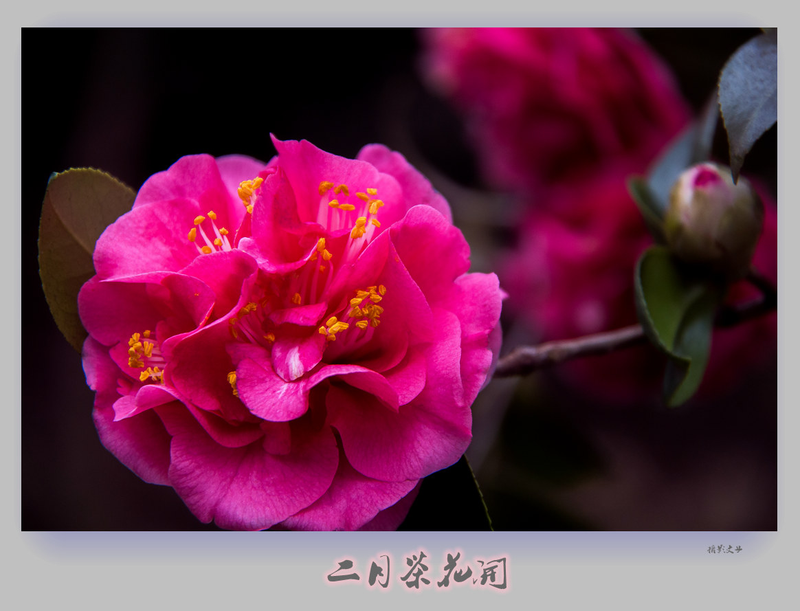 二月茶花开