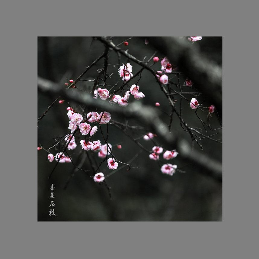 香蕊压枝