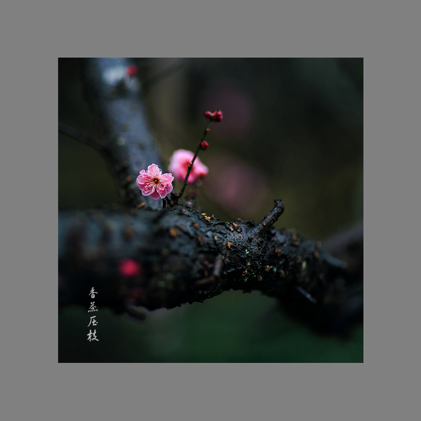 香蕊压枝