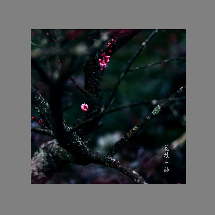 花枝一脉