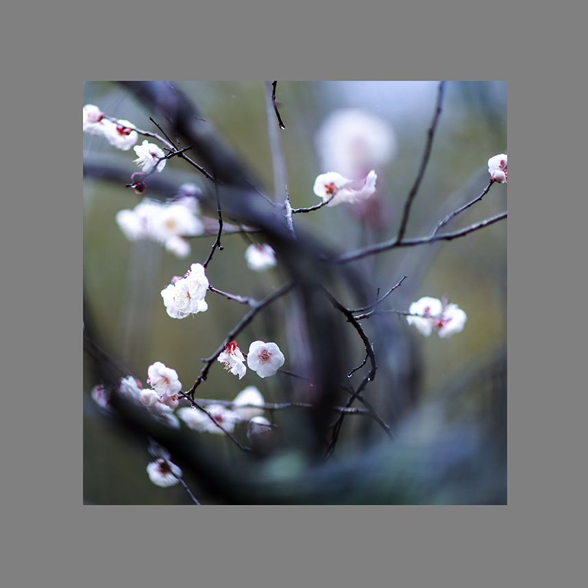 香蕊压枝