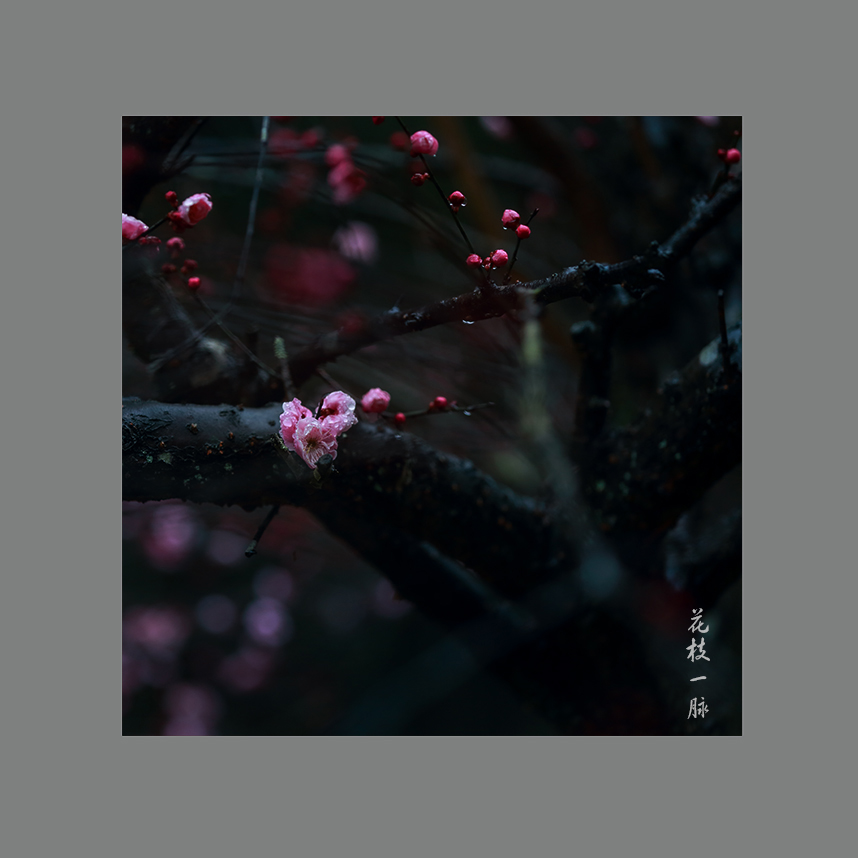 花枝一脉