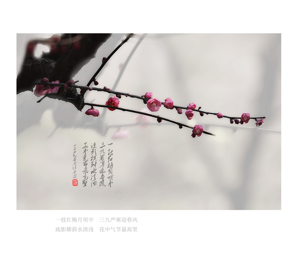 疏影