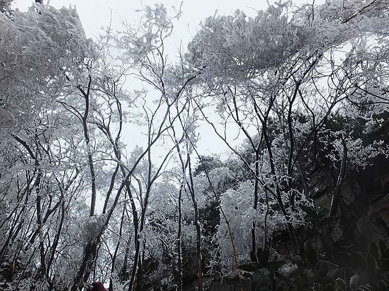 神鹰山春雪【二】