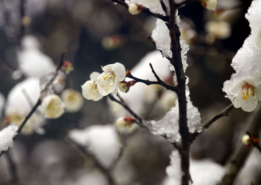 白梅傲雪
