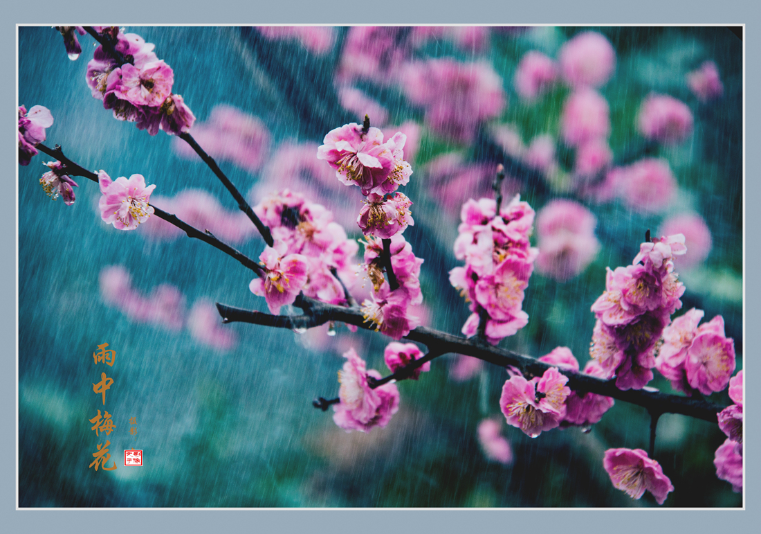 雨中梅花