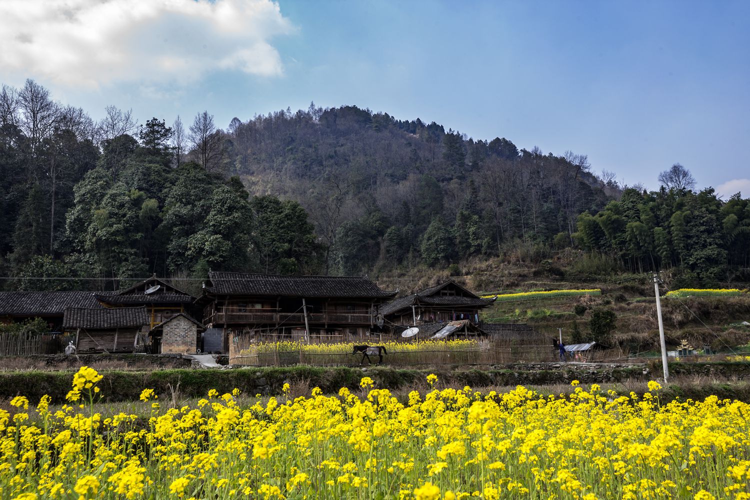 农村小景