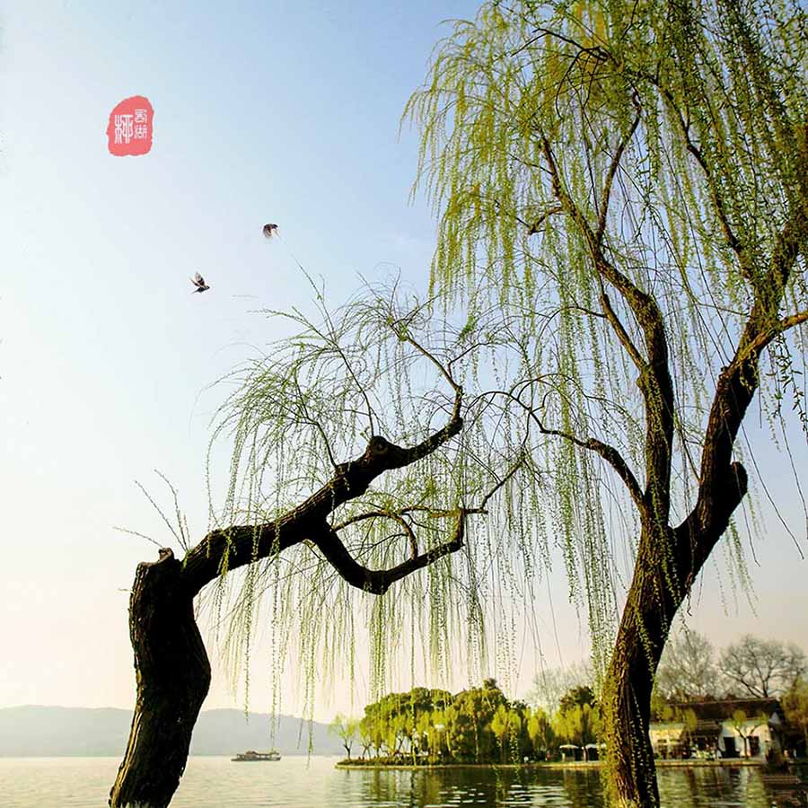 西湖柳