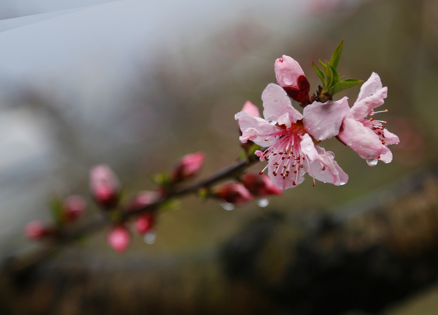 桃花