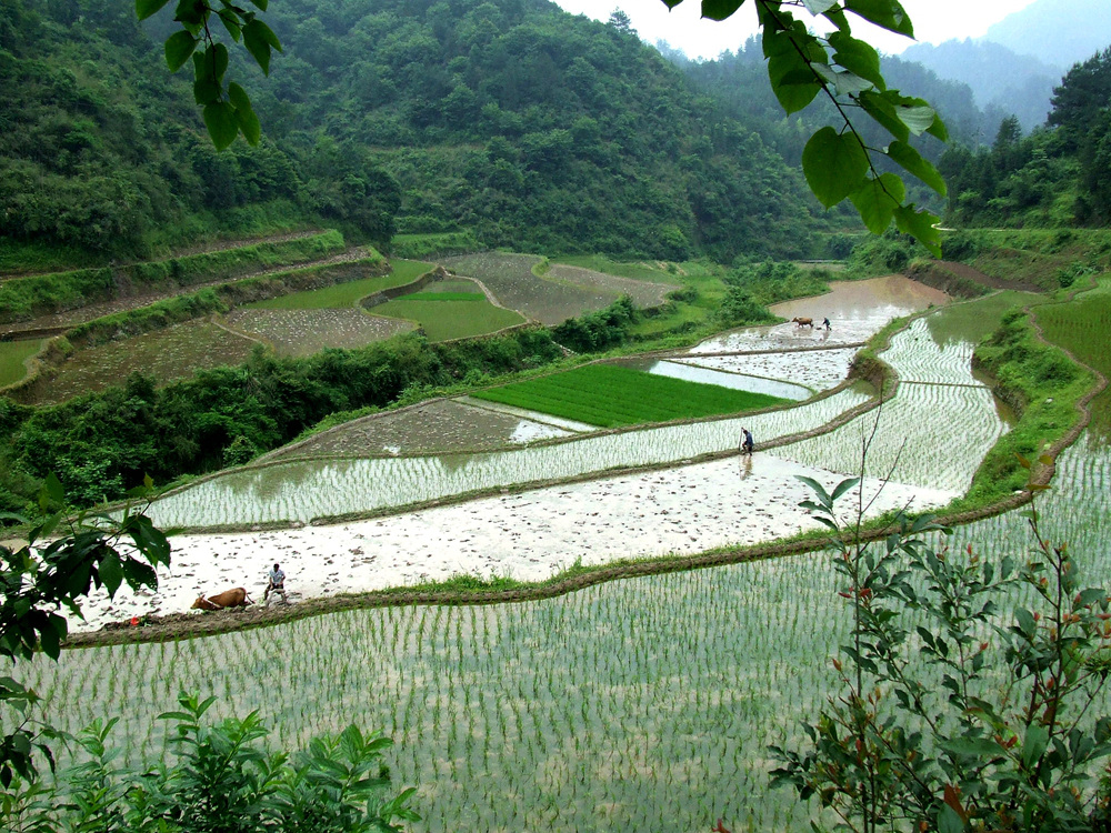 龙凤梯田的耕耘者（八）
