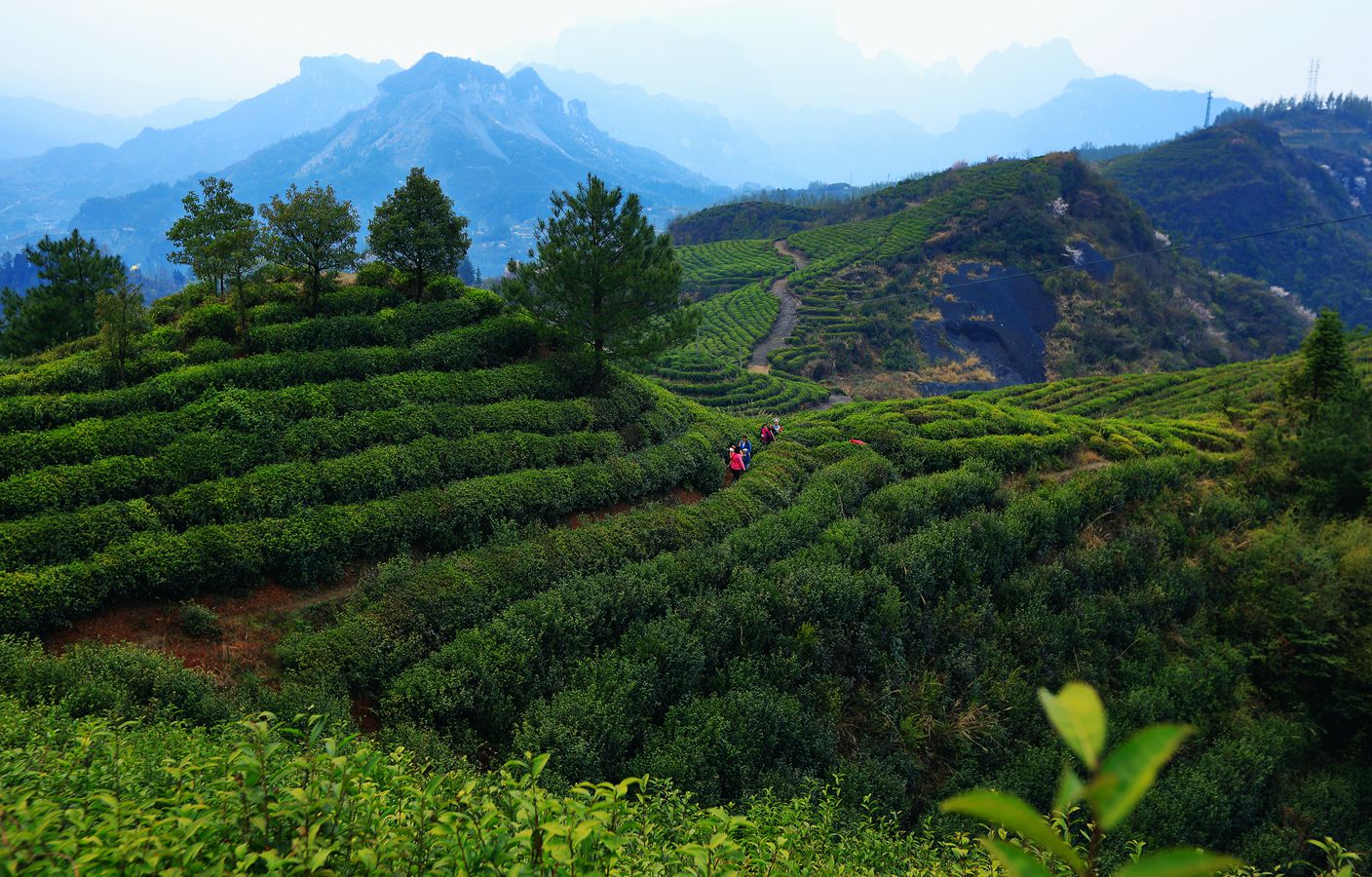 高山茶园