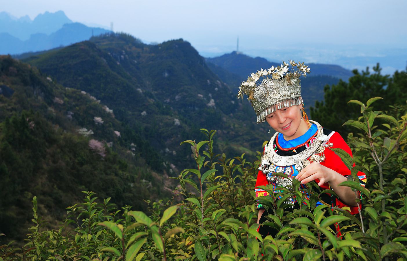 高山茶韵