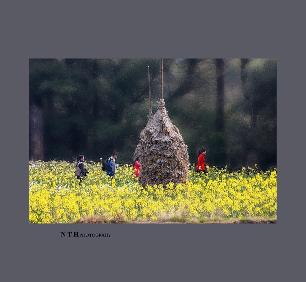 菜花黄摄影忙