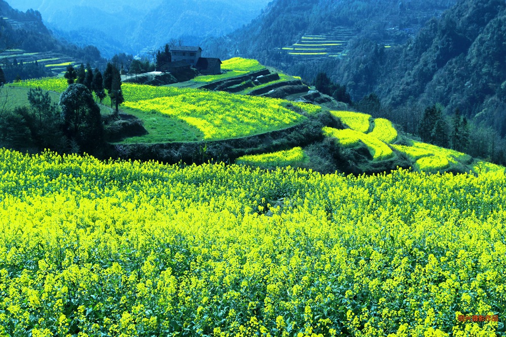 龙凤花海