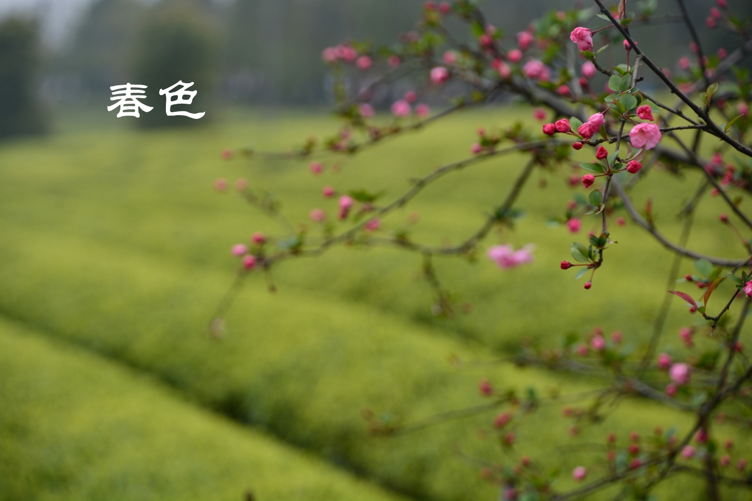 春色