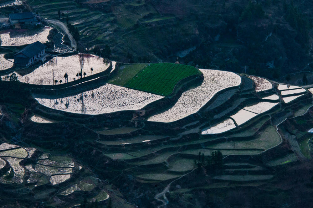 田园