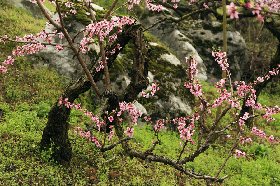 断树、新枝、鲜花