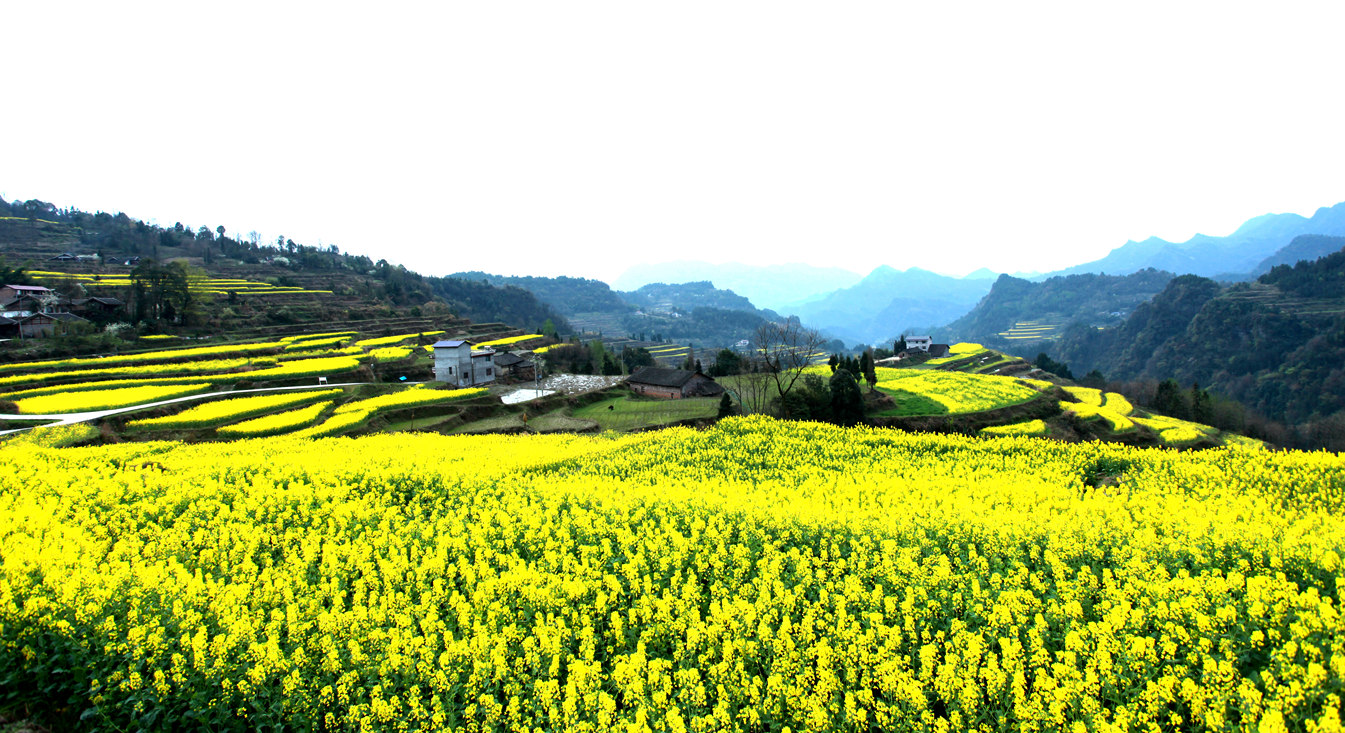 油菜花香龙凤村