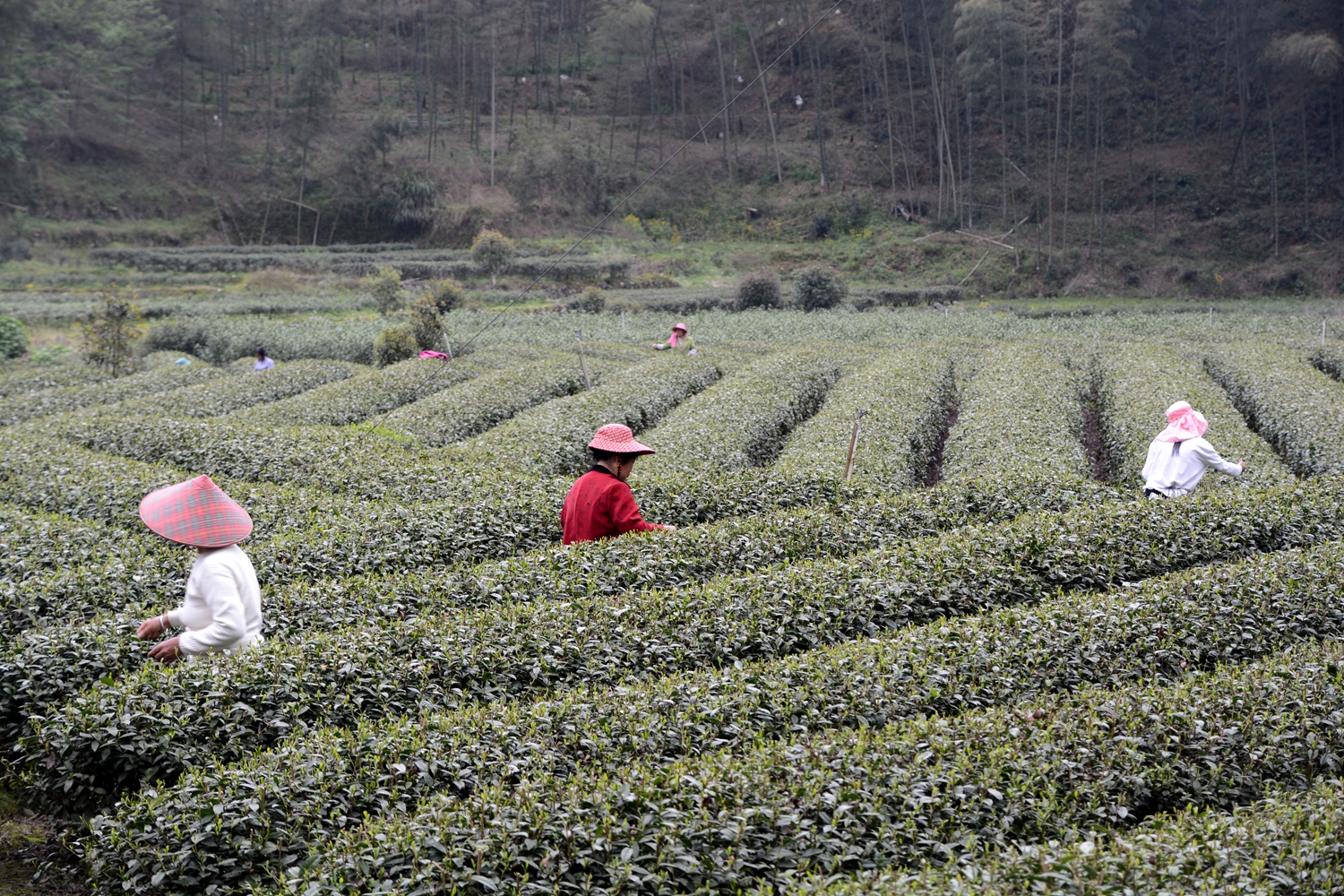 茶山一角