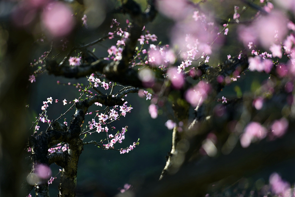桃花一簇开无主，可爱深红爱浅红