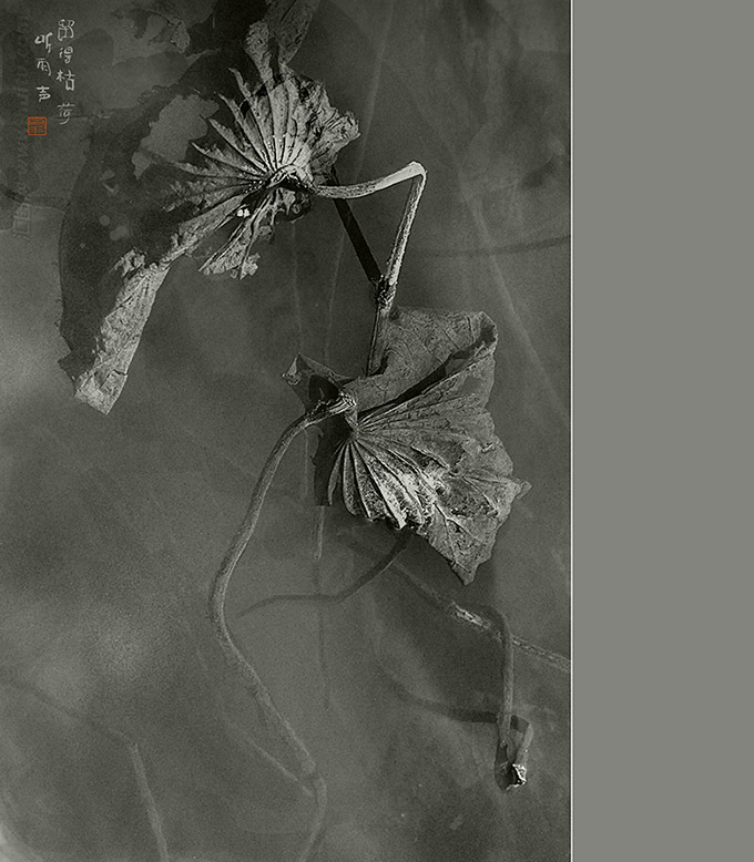 留得枯荷听雨声